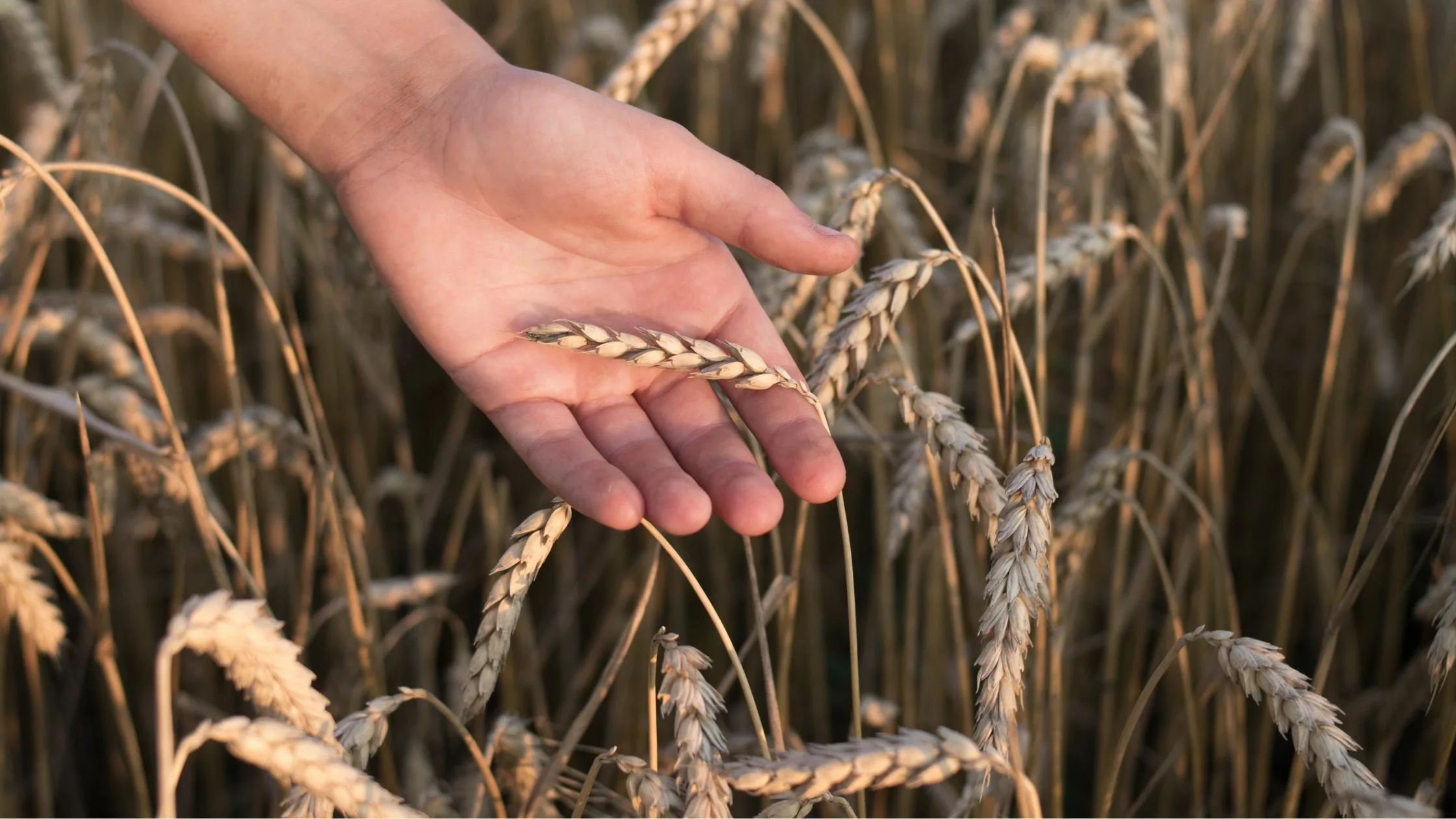 Qualità Artigianale e Crescita Industriale: la Sfida di Poggio del Farro
